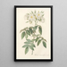 Rosa Moschata Flore Semi-Pleno - Pierre Joseph Redouté — framed artwork on a wall