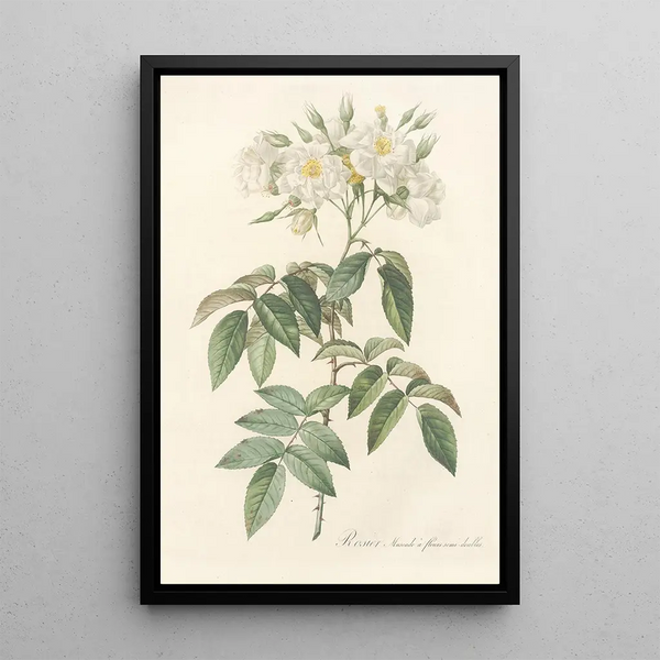 Rosa Moschata Flore Semi-Pleno - Pierre Joseph Redouté — framed artwork on a wall