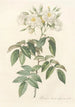 Rosa Moschata Flore Semi-Pleno - Pierre Joseph Redouté — artwork view