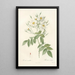 Rosa Moschata - Pierre Joseph Redouté — framed artwork on a wall