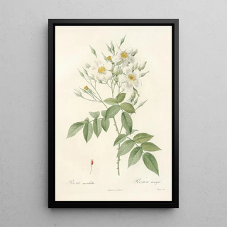 Pierre Joseph Redout - Rosa Moschata.webp