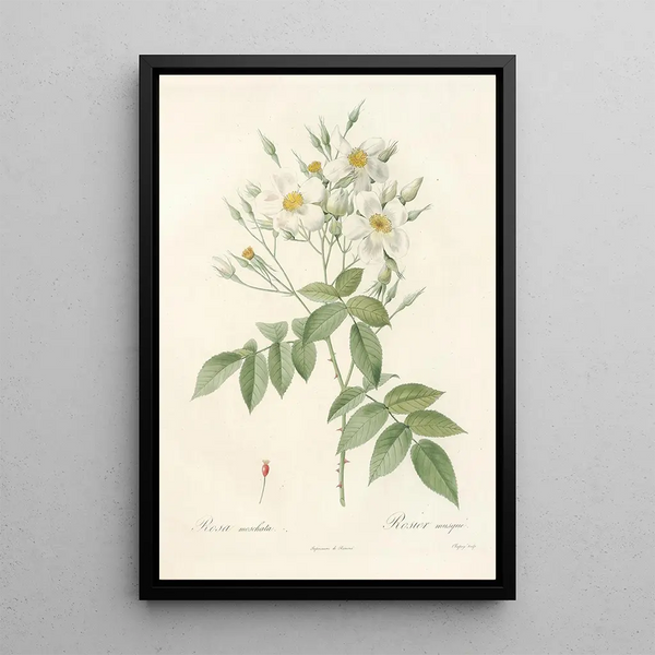 Rosa Moschata - Pierre Joseph Redouté — framed artwork on a wall