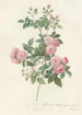 Rosa Multiflora Carnea - Pierre Joseph Redouté — artwork view