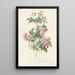 Rosa Multiflora Carnea - Pierre Joseph Redouté — framed artwork on a wall