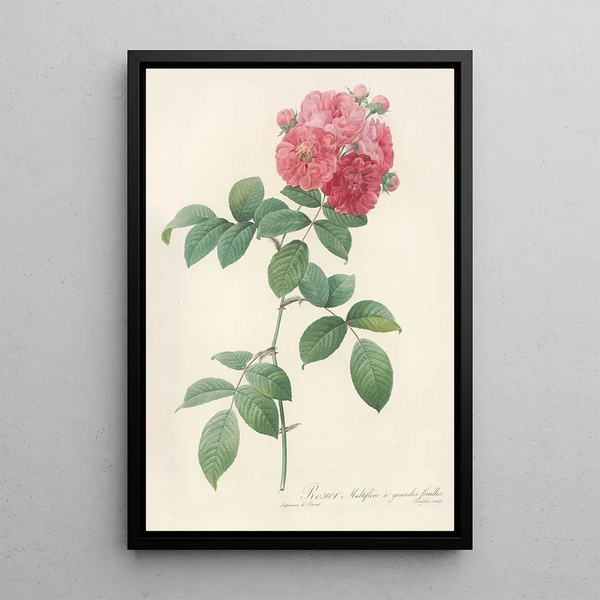 Rosa Multiflora Platyphylla - Pierre Joseph Redouté — framed artwork on a wall