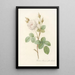 Rosa Muscosa Alba - Pierre Joseph Redouté — framed artwork on a wall