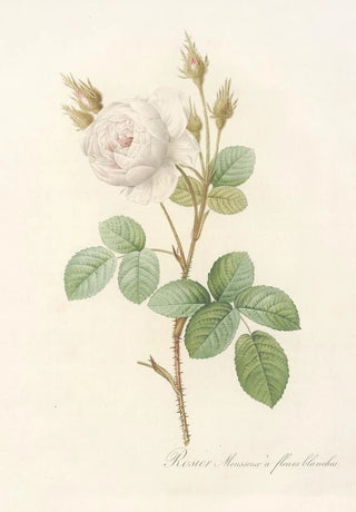 Pierre Joseph Redout - Rosa Muscosa Alba.webp