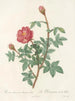 Anémone rose mousse Flora - Pierre Joseph Redouté — artwork view