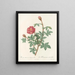 Anémone rose mousse Flora - Pierre Joseph Redouté — framed artwork on a wall
