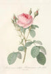 Rosa Muscosa Multiplex - Pierre Joseph Redouté — artwork view
