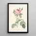 Rosa Muscosa Multiplex - Pierre Joseph Redouté — framed artwork on a wall