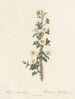 Rosa myriacantha - Pierre Joseph Redouté — artwork view
