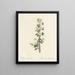 Rosa myriacantha - Pierre Joseph Redouté — framed artwork on a wall