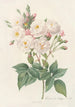 Rosa Noisettiana - Pierre Joseph Redouté | Painting — artwork view