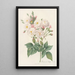 Rosa Noisettiana - Pierre Joseph Redouté | Painting — framed artwork on a wall