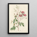 Rosa Noisettiana Purpurea - Pierre Joseph Redouté — framed artwork on a wall