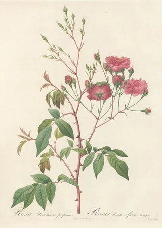Pierre Joseph Redout - Rosa Noisettiana Purpurea.webp