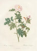 Orbessanea rosier - Pierre Joseph Redouté — artwork view
