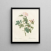 Orbessanea rosier - Pierre Joseph Redouté — framed artwork on a wall