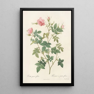 Pierre Joseph Redout - Rosa ParviFlora Var Flore Multiplici.webp