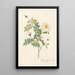 Rosa Pimpinellifolia Alba Flore Multiplici - Pierre Joseph Redouté — framed artwork on a wall