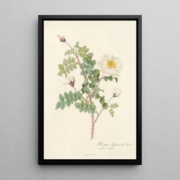 Rosa Pimpinellifolia Alba Flore Multiplici - Pierre Joseph Redouté — framed artwork on a wall