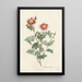 Rosa Pimpinellifolia Flore Variegato - Pierre Joseph Redouté — framed artwork on a wall