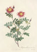 Rosa Pimpinellifolia Flore Variegato - Pierre Joseph Redouté — artwork view