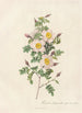 Rosa Pimpinellifolia Inermis - Pierre Joseph Redouté — artwork view