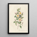 Rosa Pimpinellifolia Inermis - Pierre Joseph Redouté — framed artwork on a wall
