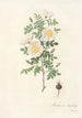 Rosa Pimpinellifolia Mariaeburgensis - Pierre Joseph Redouté — artwork view