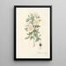Rosa Pimpinellifolia Mariaeburgensis - Pierre Joseph Redouté — framed artwork on a wall