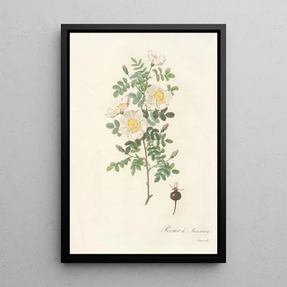 Pierre Joseph Redout - Rosa Pimpinellifolia Mariaeburgensis.webp