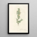 Rosa Pimpinellifolia Pumila - Pierre Joseph Redouté — framed artwork on a wall