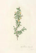 Rosa Pimpinellifolia Pumila - Pierre Joseph Redouté — artwork view