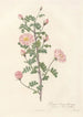 Rosa Pimpinellifolia Rubra - Pierre Joseph Redouté — artwork view