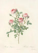 Rosa Pomponia - Pierre Joseph Redouté — artwork view