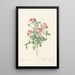 Rosa Pomponia - Pierre Joseph Redouté — framed artwork on a wall