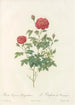 Rosa Pomponia Burgundiaca - Pierre Joseph Redouté — artwork view