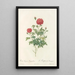 Rosa Pomponia Burgundiaca - Pierre Joseph Redouté — framed artwork on a wall