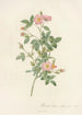 Rosa Pomponia Flore Subsimplici - Pierre Joseph Redouté — artwork view