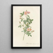 Rosa Pomponia Flore Subsimplici - Pierre Joseph Redouté — framed artwork on a wall