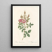 Rosa Pomponiana Muscosa - Pierre Joseph Redouté — framed artwork on a wall