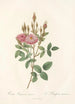 Rosa Pomponiana Muscosa - Pierre Joseph Redouté — artwork view