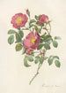 Rosa Pumila - Pierre Joseph Redouté — artwork view