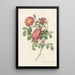 Rosa Pumila - Pierre Joseph Redouté — framed artwork on a wall