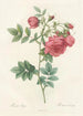 Rosa Rapa - Pierre Joseph Redouté — artwork view