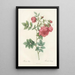 Rosa Rapa - Pierre Joseph Redouté — framed artwork on a wall