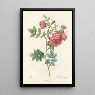 Pierre Joseph Redout - Rosa Rapa.webp