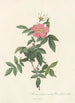 Rosa Reclinata Flore Simplici - Pierre Joseph Redouté — artwork view